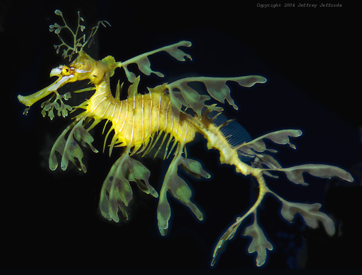 Pictures Of Leafy and Weedy Sea Dragon - Free Leafy and Weedy Sea Dragon pictures 