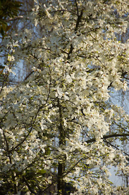 Magnolia de Kobe, petit arbre, arbre printemps, arbres de jardin