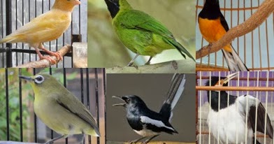 JENIS-JENIS BURUNG YANG PALING DICARI SAAT INI DAN KISARAN JENIS-JENIS BURUNG YANG PALING DICARI SAAT INI DAN KISARAN