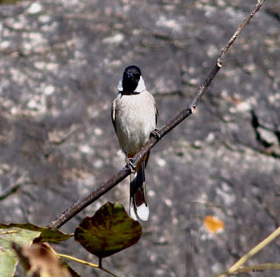 White-eared Bulbul -