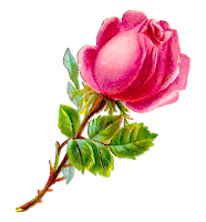 rose flower shabby chic clipart download botanical art images