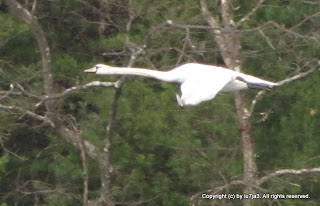 Mute Swans Flying