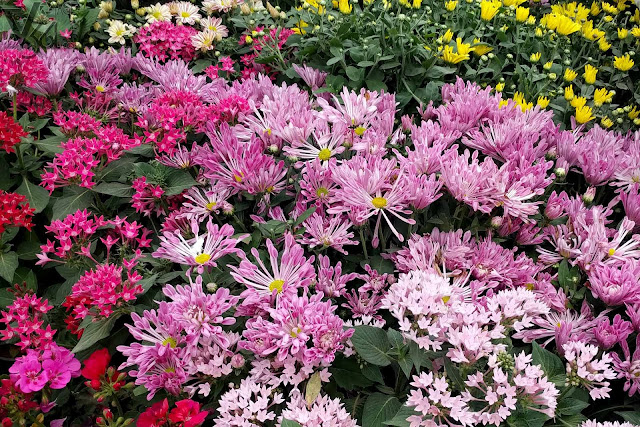 Spoon chrysanthemum flower