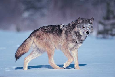 Gray Wolf pictures and life in nature