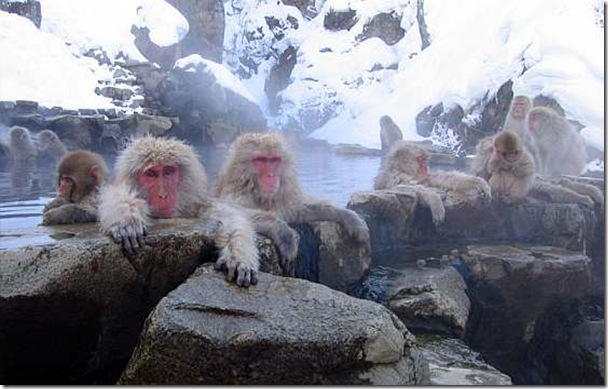 snow_monkey_bath