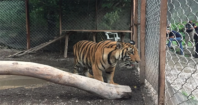 Ejercito llego a reventar a La Familia Michoacana en su narcoguarida les tumba tigre de vengala , Lagarto y armas en Tierra Caliente