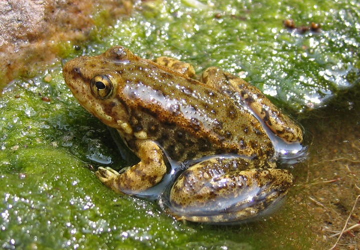 Apa Perbedaan Kodok dan Katak? Belajar Sampai Mati, belajarsampaimati.com, hoeda manis