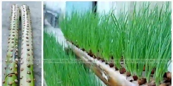 Growing onions | വാഴത്തണ്ടിൽ മണ്ണില്ലാതെ ഉള്ളി വളർത്താം! അടുക്കളത്തോട്ടത്തിൽ പരീക്ഷിക്കാവുന്ന വേറിട്ടൊരു കൃഷി രീതി ഇതാ