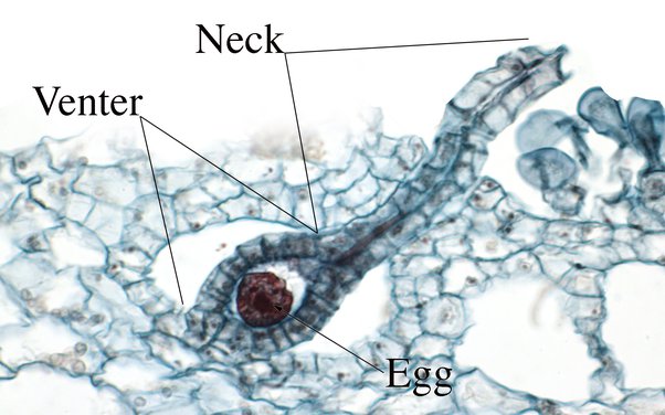 riccia archaegonium