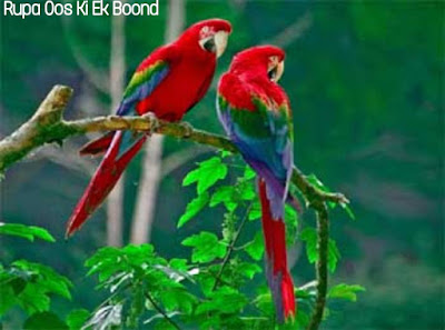 तोते भाइयों की कथा (Story of Two Parrots)
