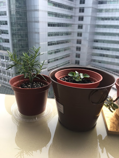 辦公室種植紫芳草