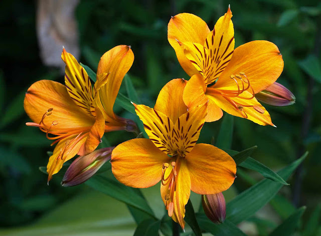 Beautiful Deep Yellow Alstroemeria