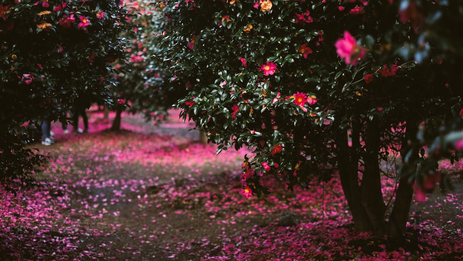 Camellia - The Winter Flower - Mini en Monde