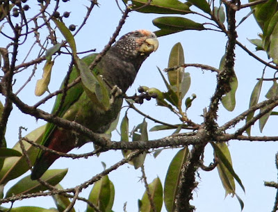 white capped Parrot