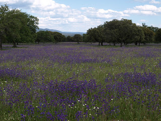 Campo morado