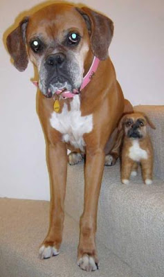 Dogs with their small versions