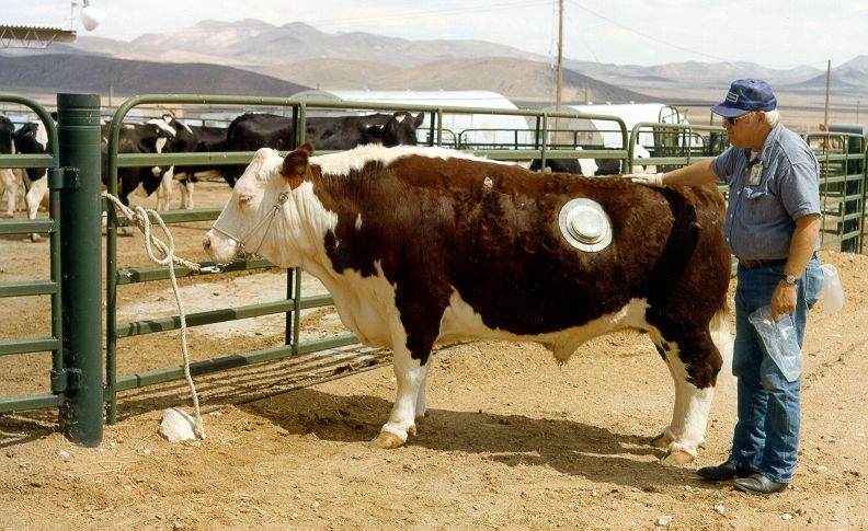 Cannulated Cow