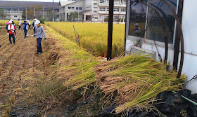 Japanese elementary school kids harvesting rice by hand