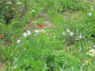 wildflowers near Rabbit Ears Pass