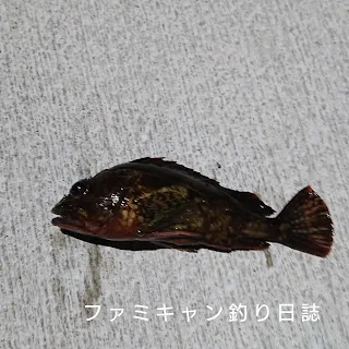 アジングで釣れた良型のカサゴ