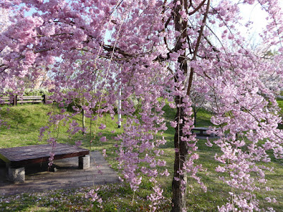 寝屋川公園 やすらぎ広場 枝垂桜