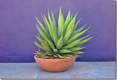 071207_agave_bowl