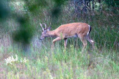 whitetail buck in velvet