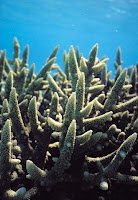 Coral ID: Acropora Aspera