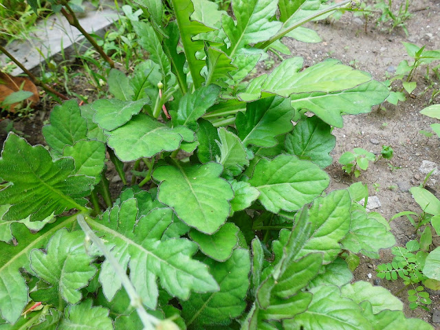 Daun Dewa