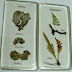 KARYA SENI HERBARIUM