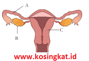 Kunci Jawaban IPA Kelas 9 Halaman 44