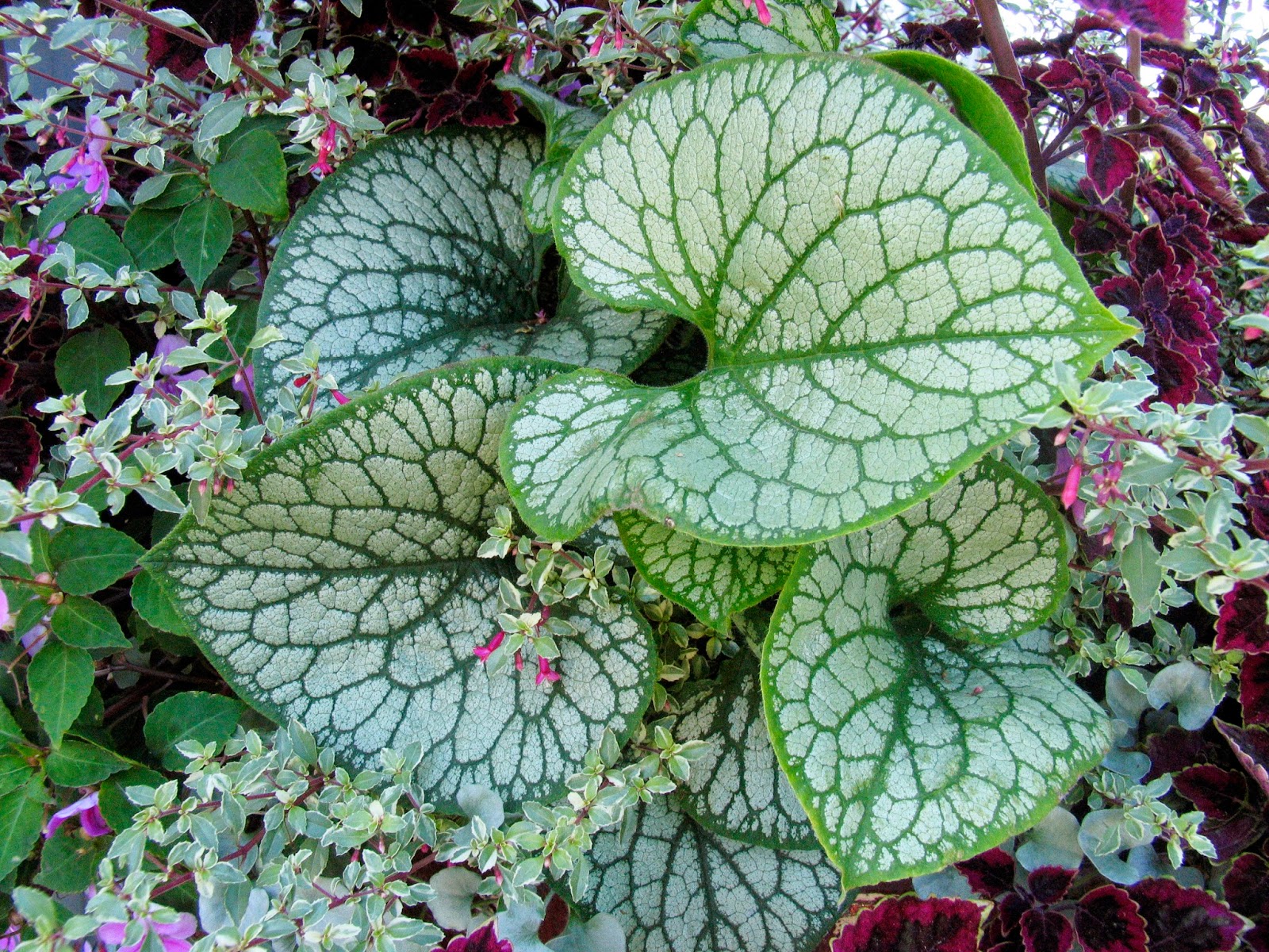 Image of Brunnera companion plant with Virginia creeper