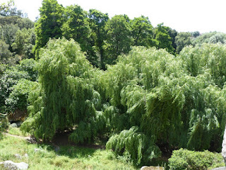 Saule pleureur - Saule de Babylone - Salix babylonica