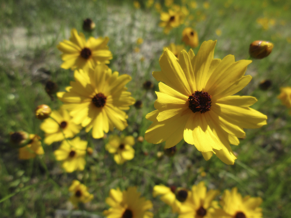 Image of Tickseed wildflower