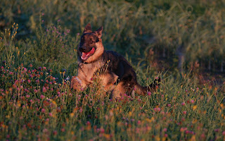 German Shepherd Wallpaper