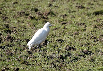 Cattle Egret