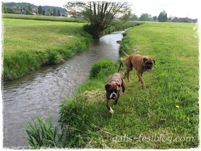 Boxer - Amy und Elvis