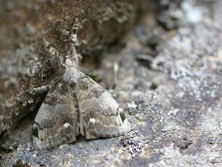 Orgyia leucostigma 