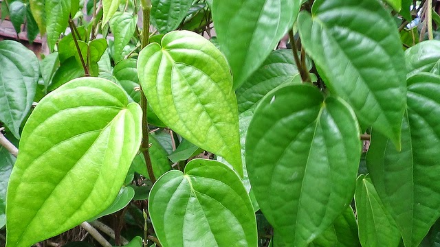 KHASIAT JAMU & LifeKu: KHASIAT DAUN SIRIH BY BONDA ROZITA