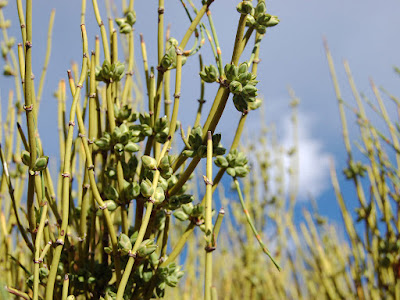 flora del monte