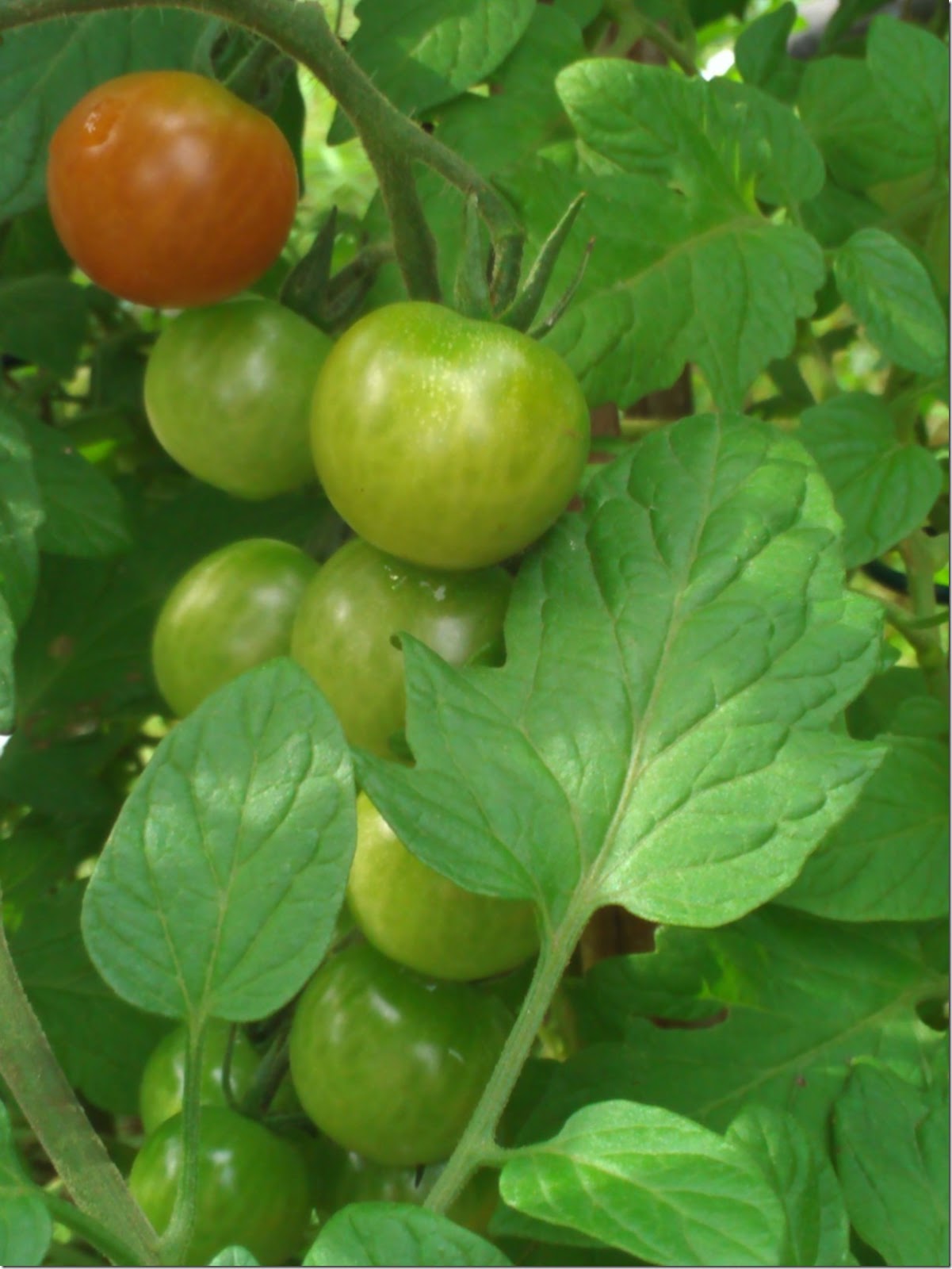 my first tomatoes 2013
