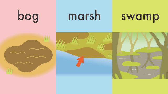 bog と marsh と swamp の違い