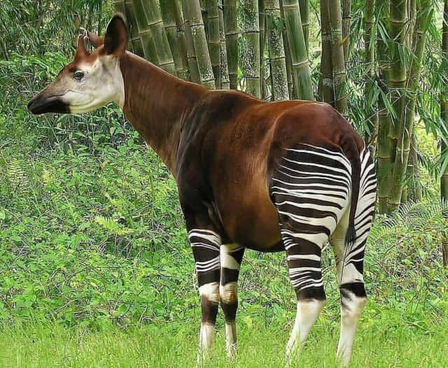 okapi