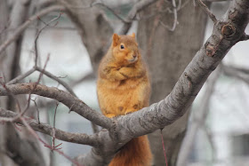 Funny animals of the week - 20 December 2013 (40 pics), fat squirrel stands on tree branch