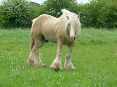 world's beautiful horses