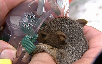 Animals Being Rescued Seen On www.coolpicturegallery.us