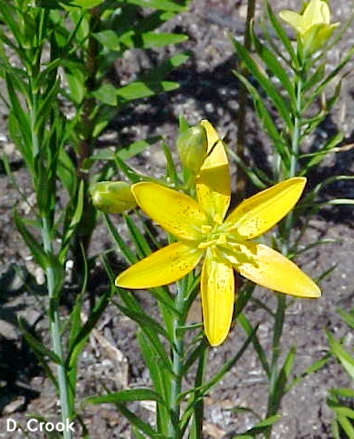 Lilium concolor var. coridion