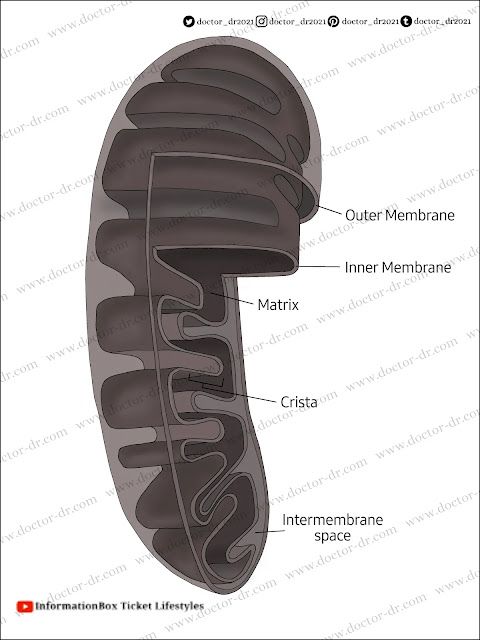 Mitochondria