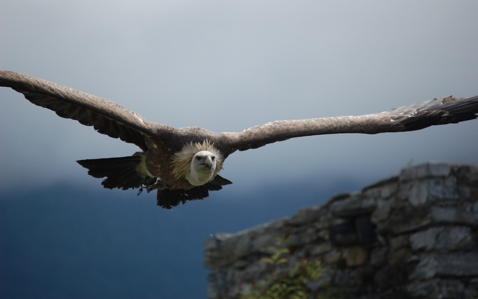 Eagle Bird Full HD 1080p Wallpapers Images And Photos Free
