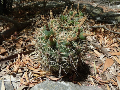 Cáliz desnudo (Gymnocalycium reductum)